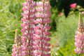 Chatelaine Lupine Seeds - Rosy Pink & White Flowers, Fragrant Perennial Wildflower