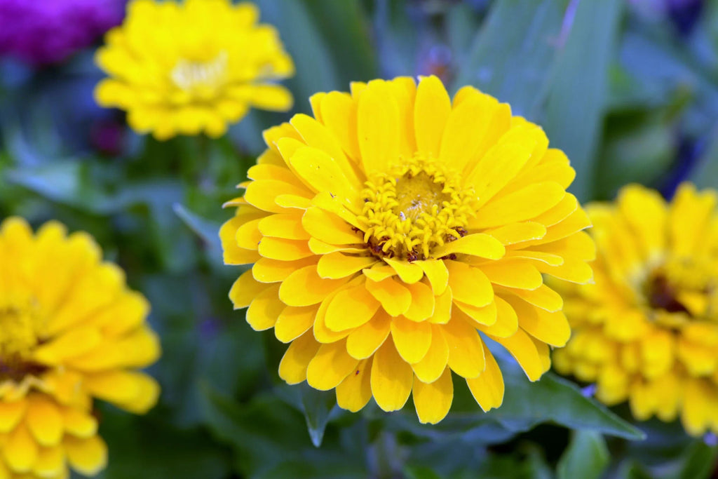 Canary Bird Zinnia Seeds - Bright Yellow, Pollinator Attracting, Easy to Grow