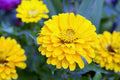 Canary Bird Zinnia Seeds - Bright Yellow, Pollinator Attracting, Easy to Grow
