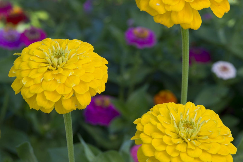 Canary Bird Zinnia Seeds - Bright Yellow, Pollinator Attracting, Easy to Grow