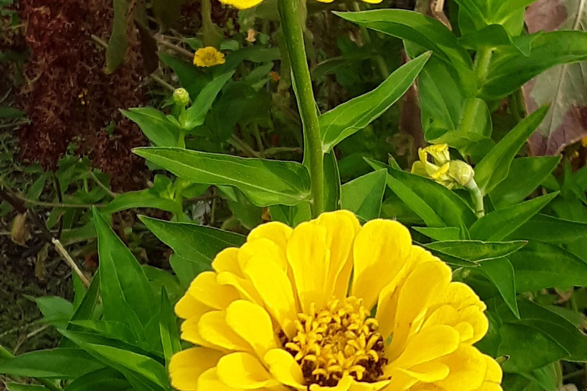 Canary Bird Zinnia Seeds - Bright Yellow, Pollinator Attracting, Easy to Grow