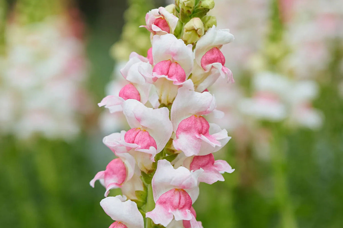 Appleblossom Snapdragon Seeds - Heirloom, Non-GMO, Fragrant 30-36" Tall Annual
