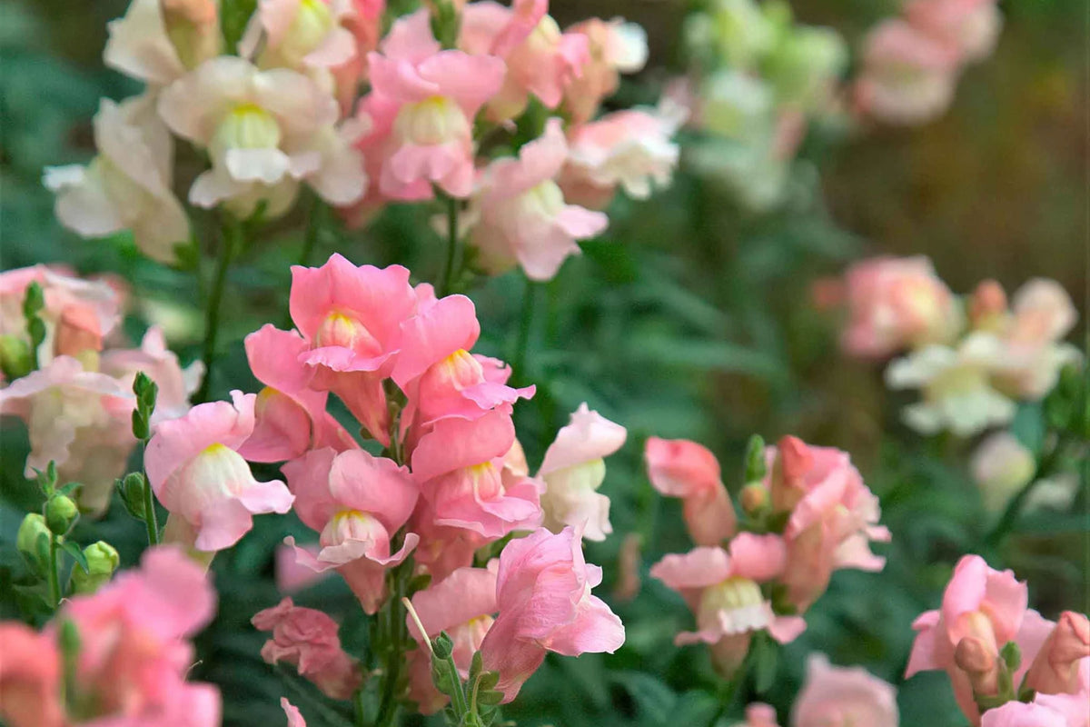 Appleblossom Snapdragon Seeds - Heirloom, Non-GMO, Fragrant 30-36" Tall Annual