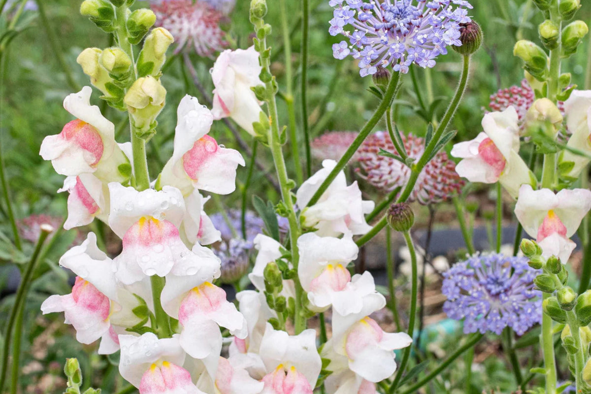 Appleblossom Snapdragon Seeds - Heirloom, Non-GMO, Fragrant 30-36" Tall Annual
