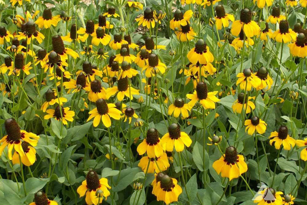 Clasping Coneflower Seeds (Rudbeckia amplexicaulis) - Drought-Tolerant Annual, Pollinator-Attracting