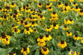 Clasping Coneflower Seeds (Rudbeckia amplexicaulis) - Drought-Tolerant Annual, Pollinator-Attracting
