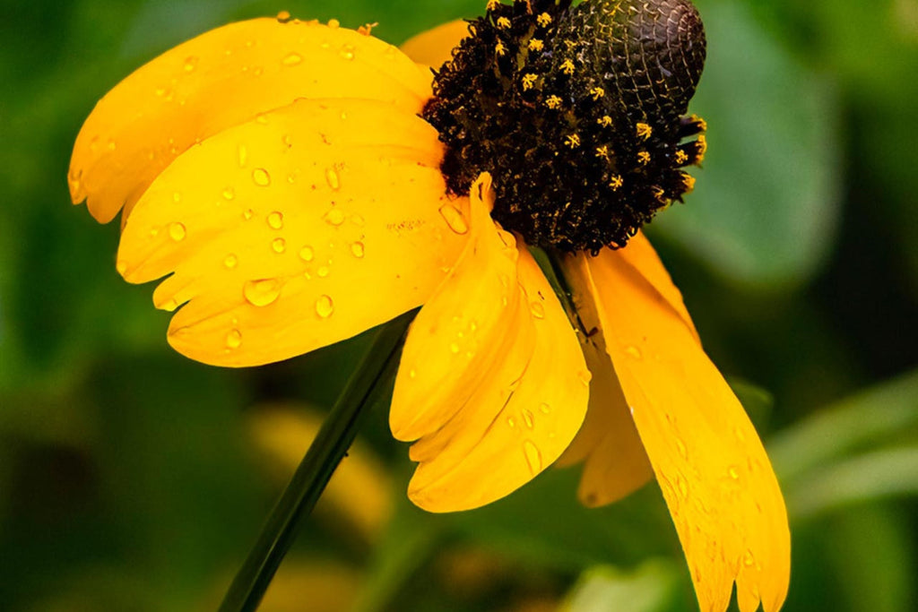 Clasping Coneflower Seeds (Rudbeckia amplexicaulis) - Drought-Tolerant Annual, Pollinator-Attracting