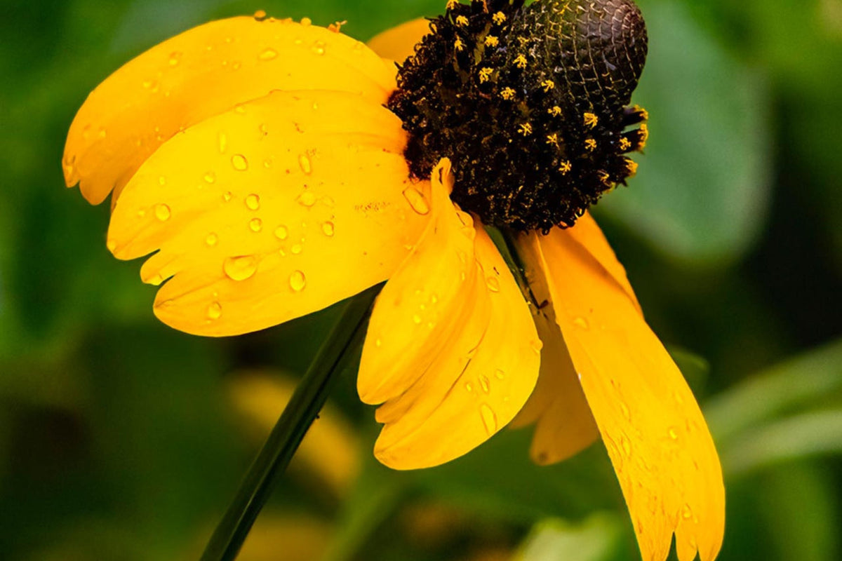 Clasping Coneflower Seeds (Rudbeckia amplexicaulis) - Drought-Tolerant Annual, Pollinator-Attracting