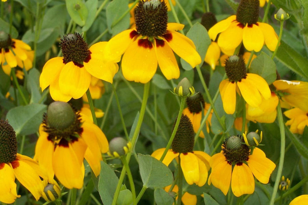 Clasping Coneflower Seeds (Rudbeckia amplexicaulis) - Drought-Tolerant Annual, Pollinator-Attracting