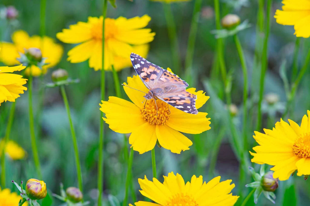 Lance Leaf Coreopsis Seeds - Coreopsis lanceolata | Golden Yellow Blooms, Drought-Tolerant, Attracts Pollinators