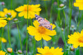 Lance Leaf Coreopsis Seeds - Coreopsis lanceolata | Golden Yellow Blooms, Drought-Tolerant, Attracts Pollinators