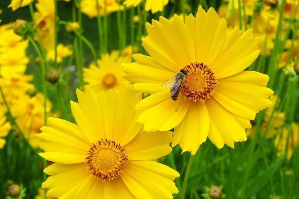 Lance Leaf Coreopsis Seeds - Coreopsis lanceolata | Golden Yellow Blooms, Drought-Tolerant, Attracts Pollinators