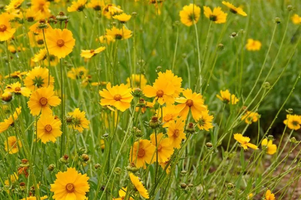Lance Leaf Coreopsis Seeds - Coreopsis lanceolata | Golden Yellow Blooms, Drought-Tolerant, Attracts Pollinators