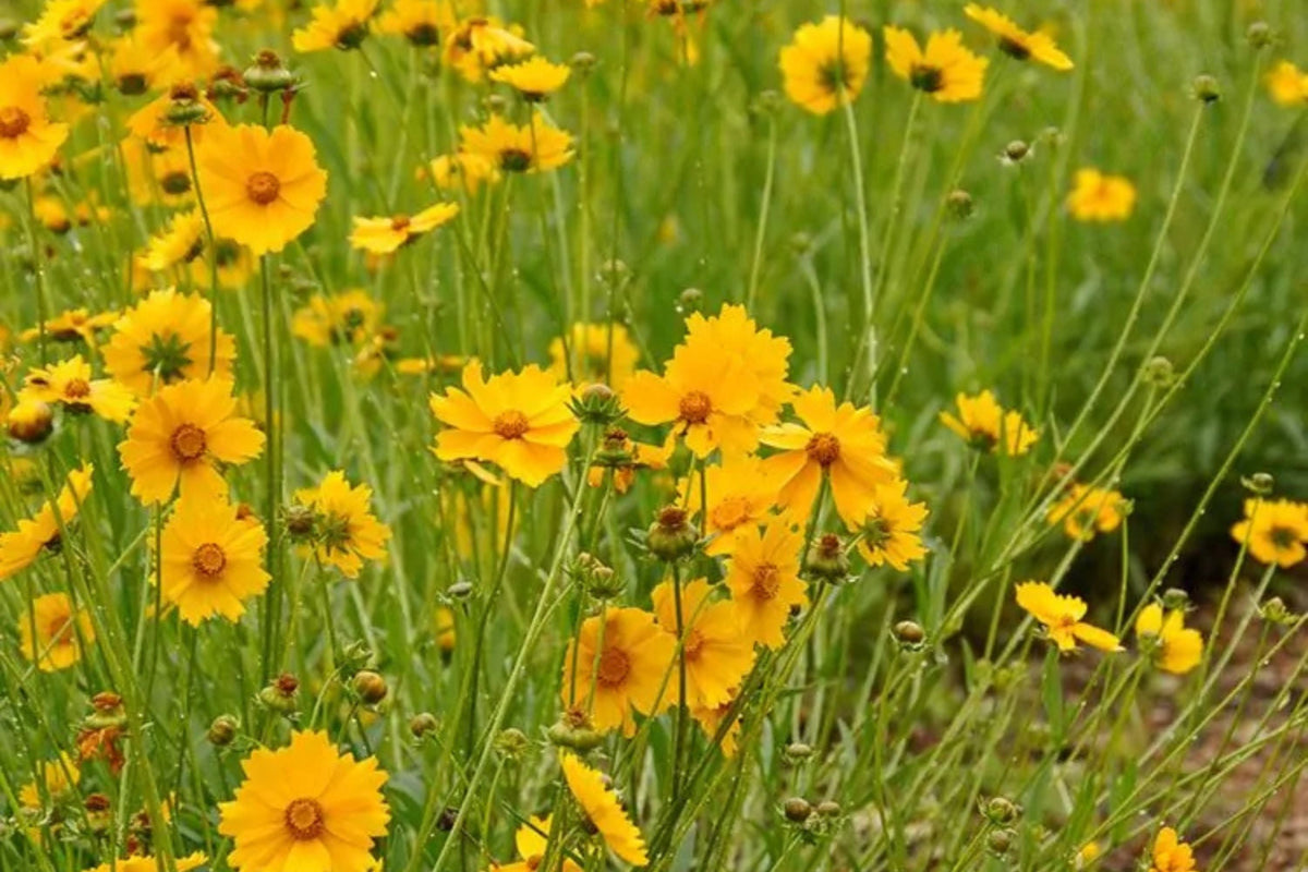 Lance Leaf Coreopsis Seeds - Coreopsis lanceolata | Golden Yellow Blooms, Drought-Tolerant, Attracts Pollinators