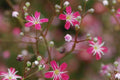 Crimson Red Carmine Baby's Breath Seeds - Non-GMO Gypsophila elegans, 50 Days, Pink-Red Blooms