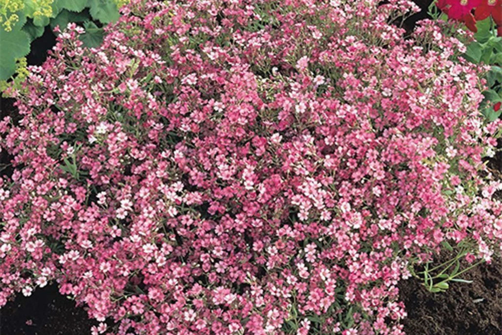 Crimson Red Carmine Baby's Breath Seeds - Non-GMO Gypsophila elegans, 50 Days, Pink-Red Blooms