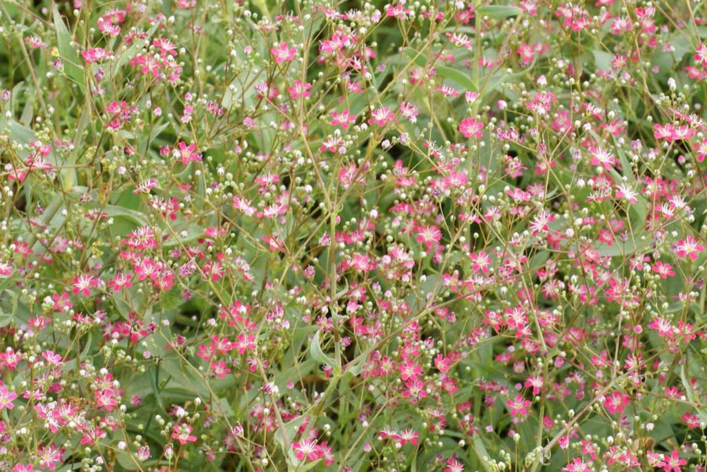 Crimson Red Carmine Baby's Breath Seeds - Non-GMO Gypsophila elegans, 50 Days, Pink-Red Blooms