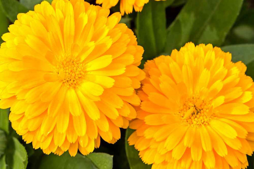 Golden Emperor Calendula Seeds - Non-GMO, Edible Bright Yellow Flowers, Pollinator Attracting
