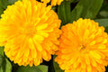 Golden Emperor Calendula Seeds - Non-GMO, Edible Bright Yellow Flowers, Pollinator Attracting