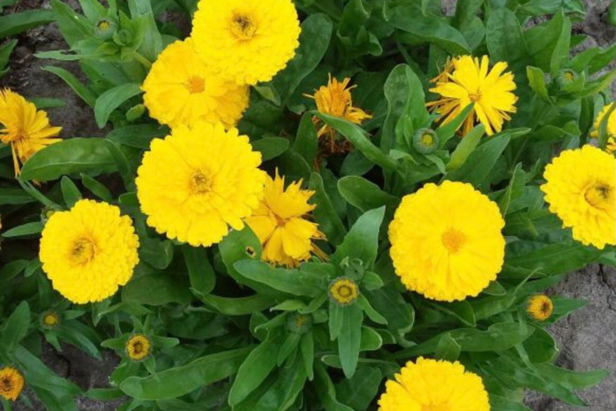Golden Emperor Calendula Seeds - Non-GMO, Edible Bright Yellow Flowers, Pollinator Attracting