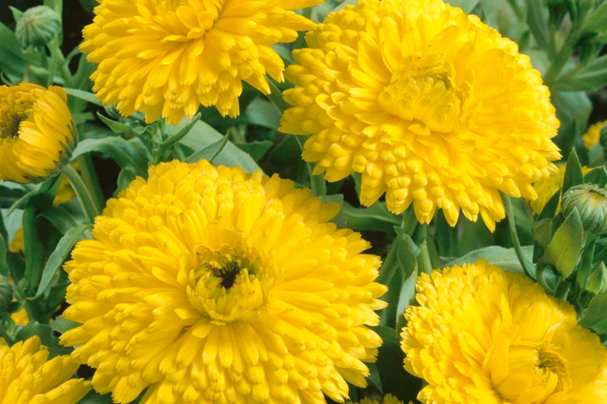 Golden Emperor Calendula Seeds - Non-GMO, Edible Bright Yellow Flowers, Pollinator Attracting