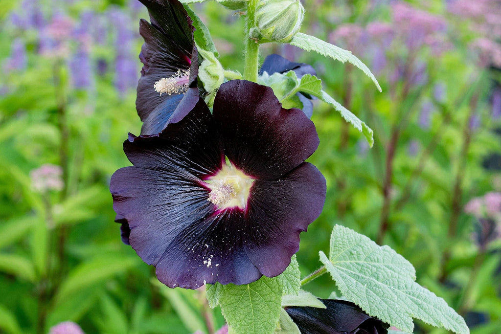 Nigra Hollyhock Seeds - Dark Red-Black Blooms, Non-GMO, Tall Perennial