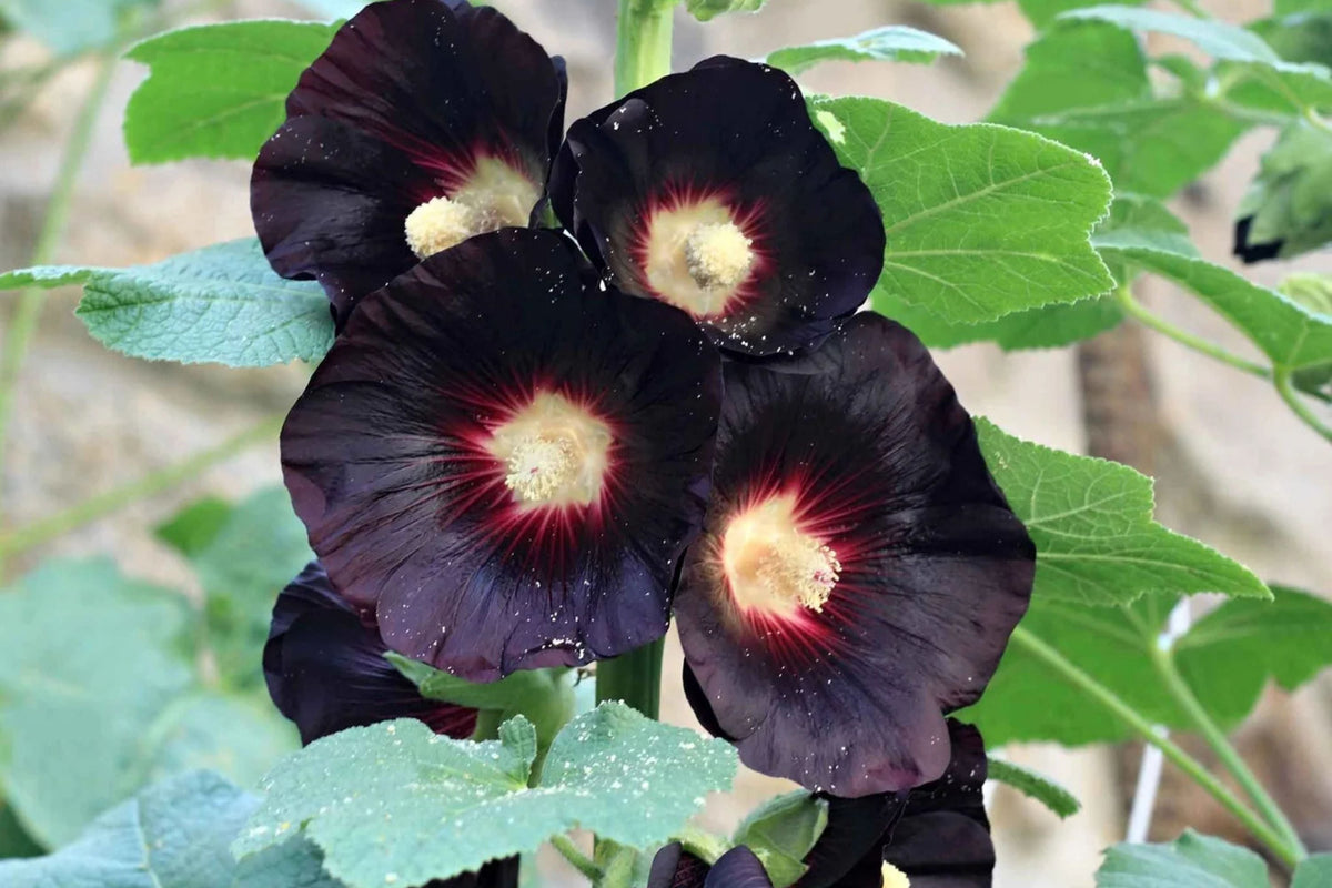 Nigra Hollyhock Seeds - Dark Red-Black Blooms, Non-GMO, Tall Perennial