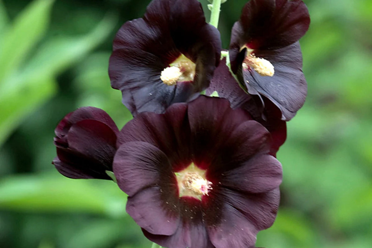 Nigra Hollyhock Seeds - Dark Red-Black Blooms, Non-GMO, Tall Perennial