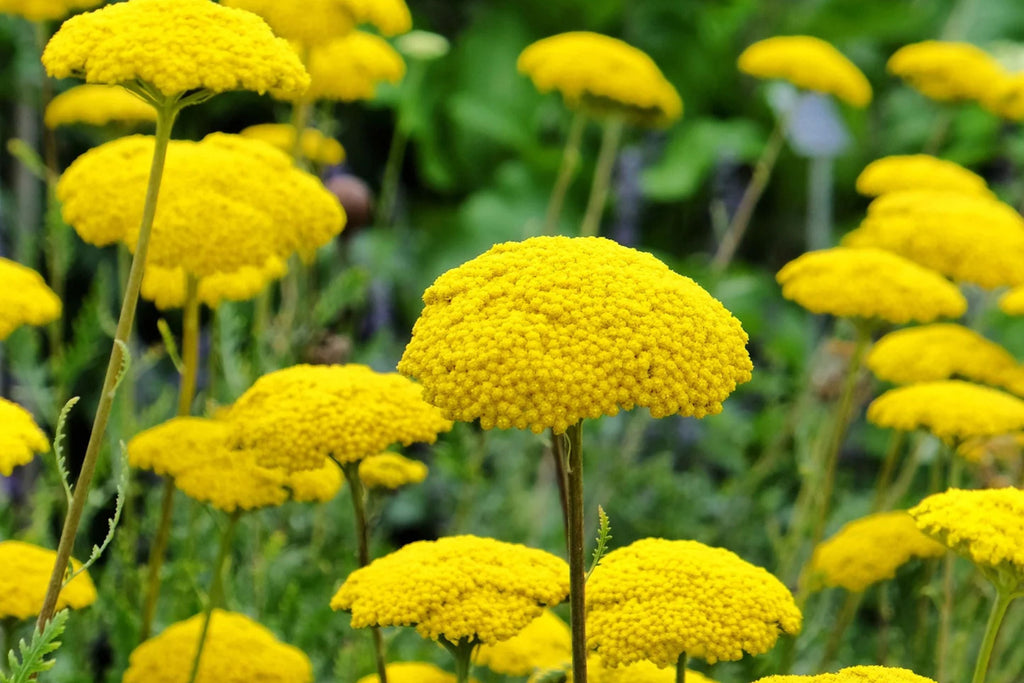 Gold Yarrow Seeds - Non-GMO, Golden-Yellow Blooms, Drought Tolerant