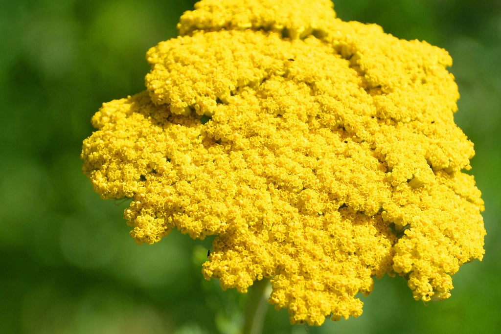 Gold Yarrow Seeds - Non-GMO, Golden-Yellow Blooms, Drought Tolerant