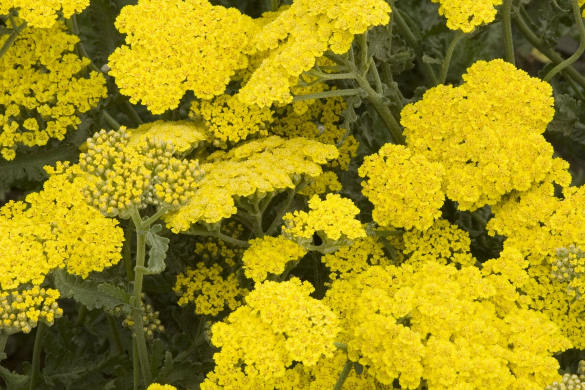 Gold Yarrow Seeds - Non-GMO, Golden-Yellow Blooms, Drought Tolerant