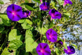 Grandpa Ott Morning Glory Seeds - Non-GMO, Purple Bloom, Fast-Growing Vine