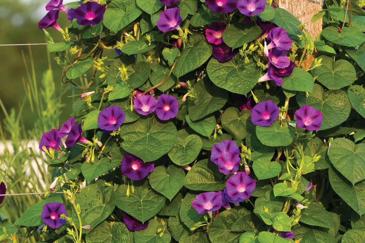 Grandpa Ott Morning Glory Seeds - Non-GMO, Purple Bloom, Fast-Growing Vine
