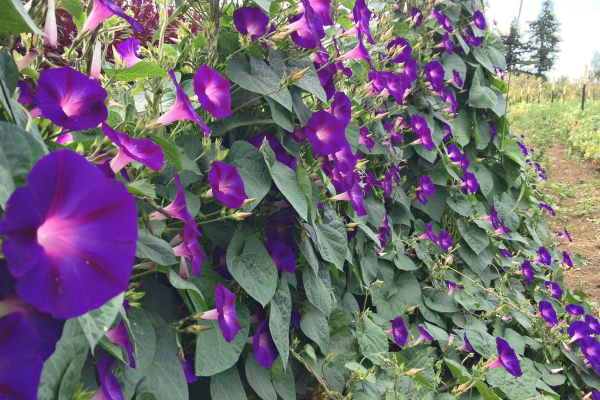 Grandpa Ott Morning Glory Seeds - Non-GMO, Purple Bloom, Fast-Growing Vine