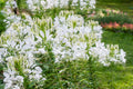 White Queen Cleome Seeds - Fragrant White Blooms, Pollinator Attractor, Drought-Tolerant Annual