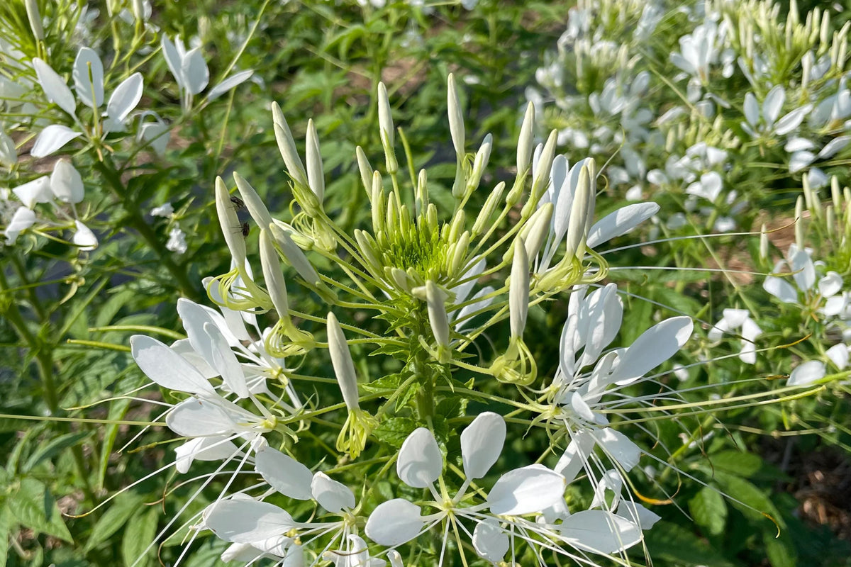 White Queen Cleome Seeds - Fragrant White Blooms, Pollinator Attractor, Drought-Tolerant Annual