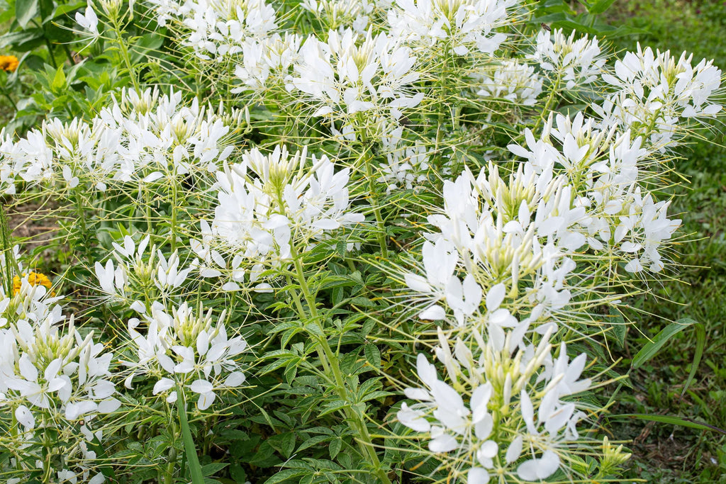 White Queen Cleome Seeds - Fragrant White Blooms, Pollinator Attractor, Drought-Tolerant Annual