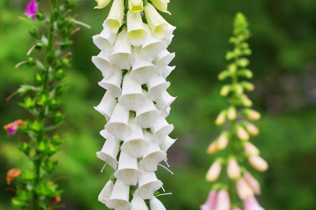 Alba Foxglove Seeds | Digitalis purpurea - White Foxglove | Non-GMO