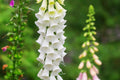 Alba Foxglove Seeds | Digitalis purpurea - White Foxglove | Non-GMO