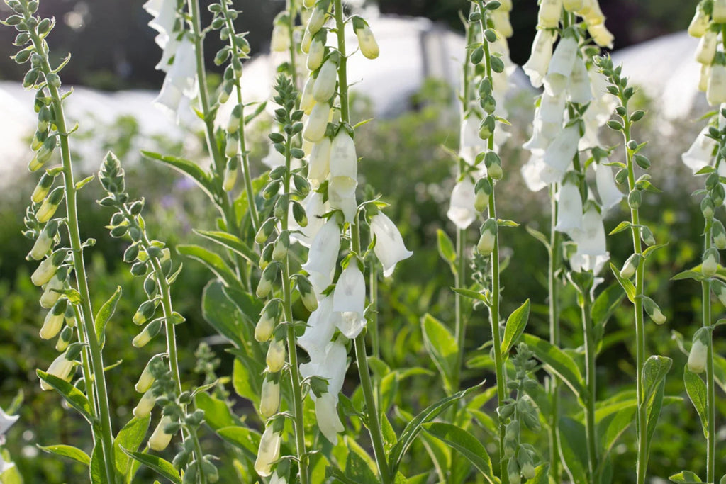 Alba Foxglove Seeds | Digitalis purpurea - White Foxglove | Non-GMO