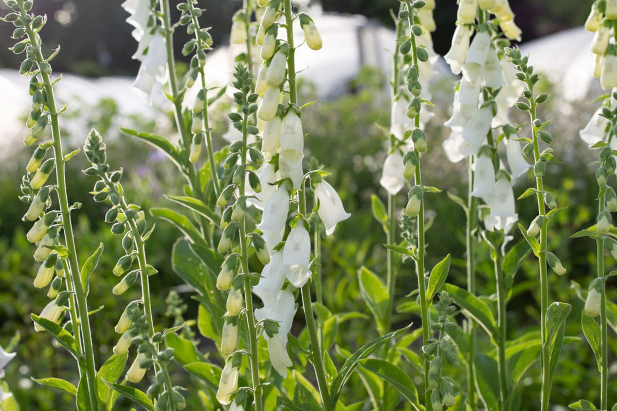 Alba Foxglove Seeds | Digitalis purpurea - White Foxglove | Non-GMO