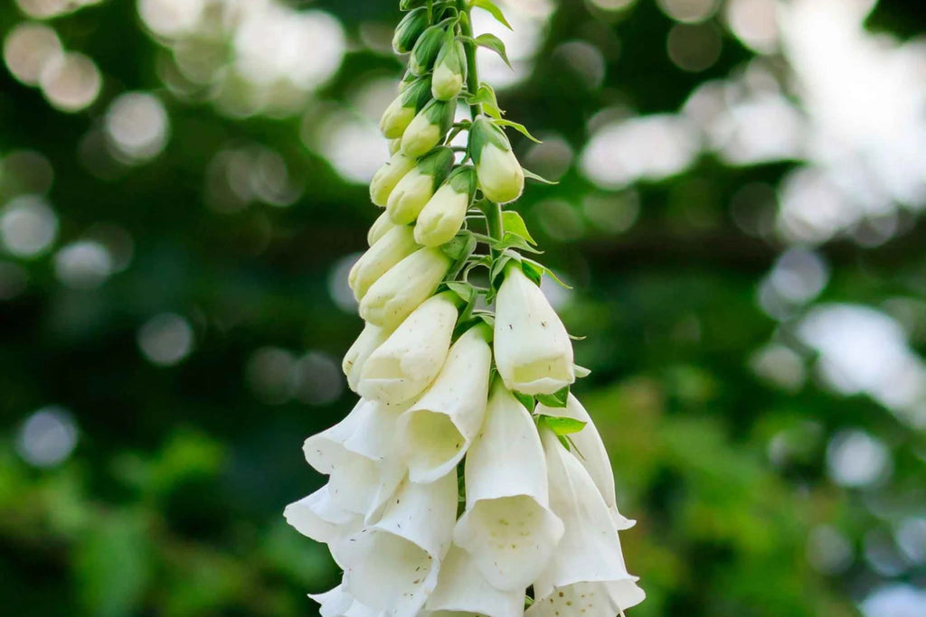 Alba Foxglove Seeds | Digitalis purpurea - White Foxglove | Non-GMO