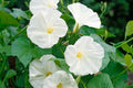Pearly Gates Morning Glory Seeds – Pure White Blooms, Fast-Climbing Vine