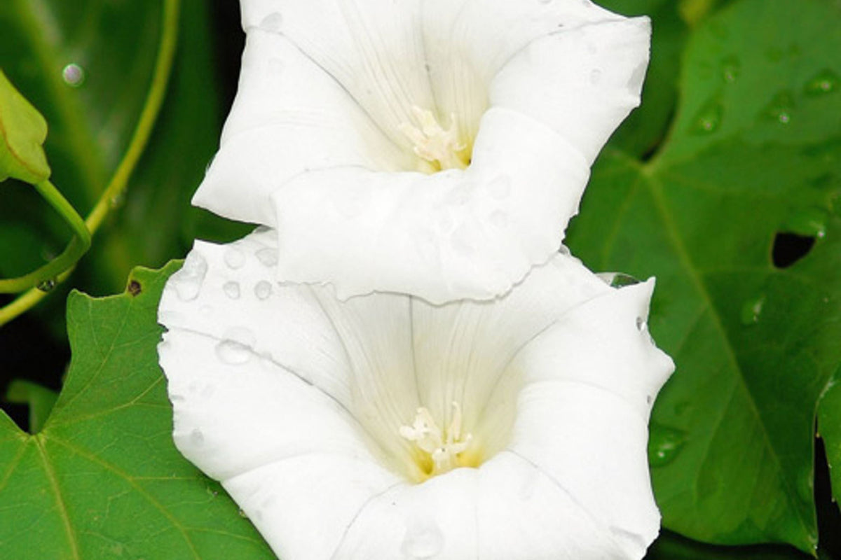Pearly Gates Morning Glory Seeds – Pure White Blooms, Fast-Climbing Vine