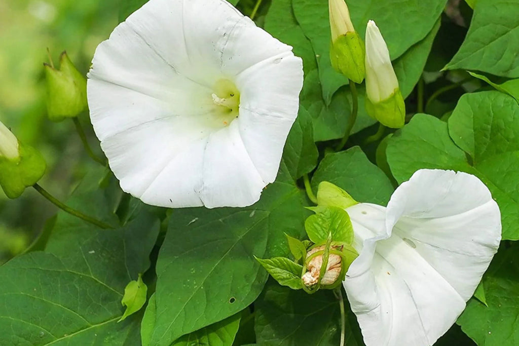 Pearly Gates Morning Glory Seeds – Pure White Blooms, Fast-Climbing Vine