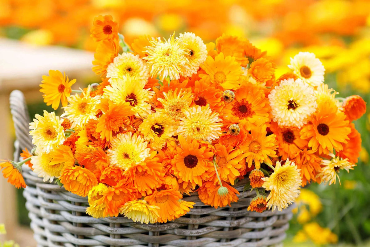 Pacific Beauty Mix Calendula Seeds - Edible, Pollinator-Friendly, Heirloom (50-1,000 seeds) - Direct Sow