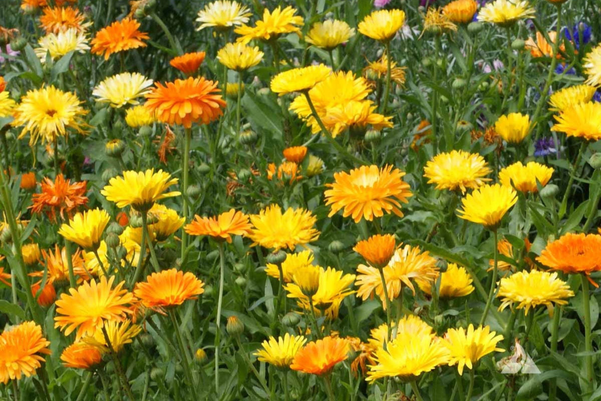 Pacific Beauty Mix Calendula Seeds - Edible, Pollinator-Friendly, Heirloom (50-1,000 seeds) - Direct Sow