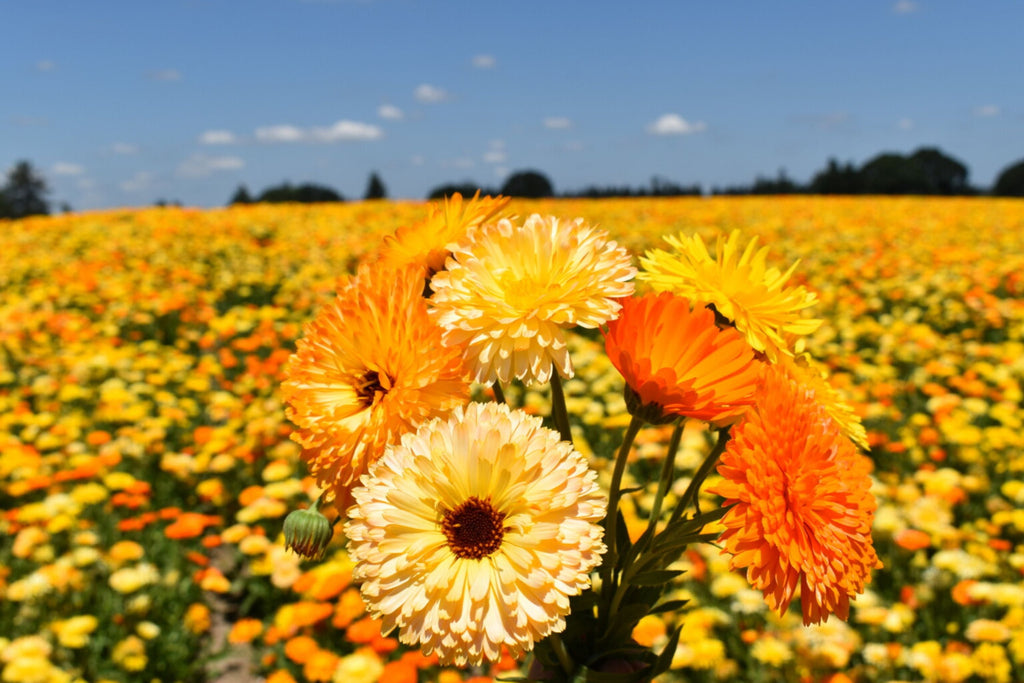 Pacific Beauty Mix Calendula Seeds - Edible, Pollinator-Friendly, Heirloom (50-1,000 seeds) - Direct Sow