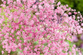 Pink Baby's Breath Seeds - Gypsophila elegans, Light Pink, Fast-Growing Annual