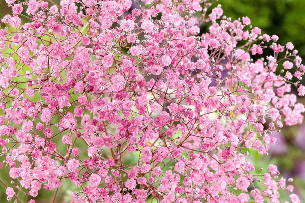 Pink Baby's Breath Seeds - Gypsophila elegans, Light Pink, Fast-Growing Annual